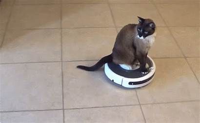 Cats Roomba Cat Against Humanity Cards Nothing