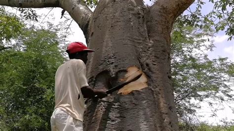 African Baobab Tree Water Storage Youtube