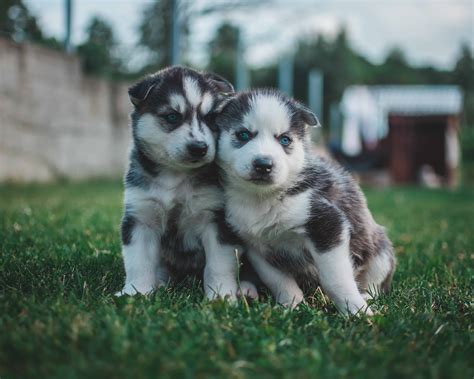 What Should I Know Before Getting A Husky