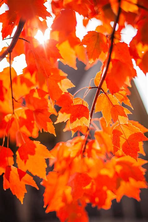 These 15 Maple Trees Will Set Your Yard Ablaze With Vibrant Color