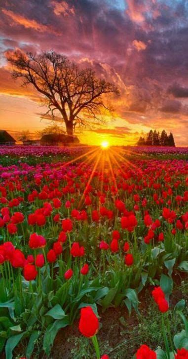 Photography Flowers Field Landscapes 53 Best Ideas Beautiful Nature