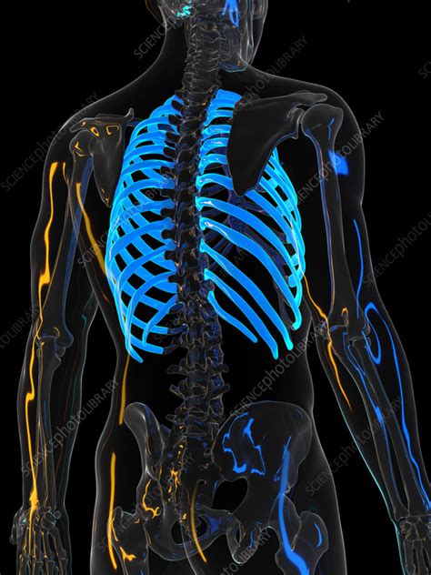 Ribs Illustration Stock Image F0351716 Science Photo Library