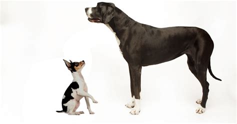 Behavior Differences Between Smaller And Larger Dogs Psychology Today