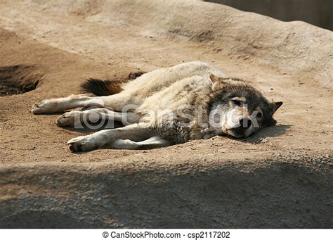 Steppe Wolf Having A Rest In A Zoo Canstock