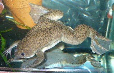 Click to find the best african dwarf frog food and everything you need to know about its diet. African CLawed and African Dwarf Frog Resources Page ...