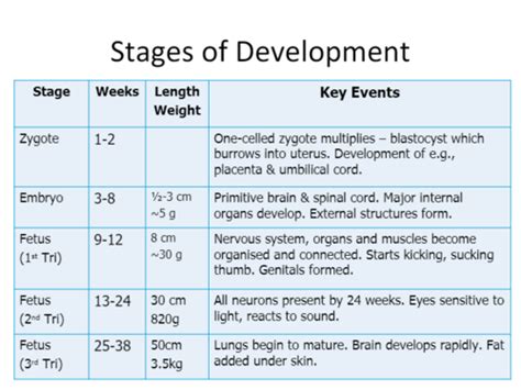 Developmental Psychology Prenatal Development And Infancy Flashcards
