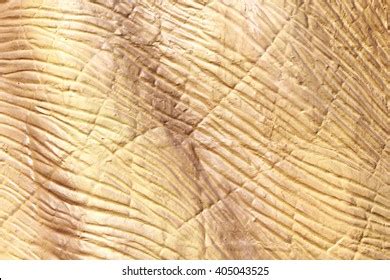 Dinosaur Skin Texture Royalty Free Images Stock Photos Pictures Shutterstock