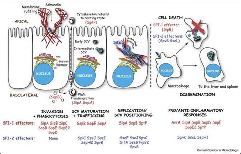 Salmonella Typhi Pathogenesis