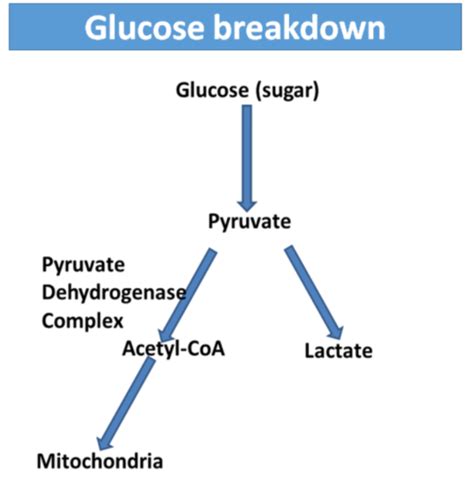 The Process Of Breakdown Of Glucose Is