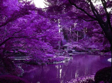 Purple Zen Garden Thread Purple Scenery With Zen Pond In Japanese