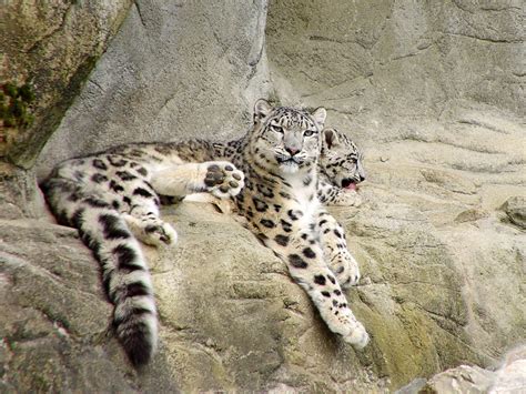 50+ Facts About Snow Leopards - Owlcation - Education