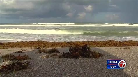 Public Awaits Results Of Red Tide Tests In Broward Miami Dade Beaches