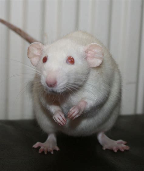Albino Dumbo Rat