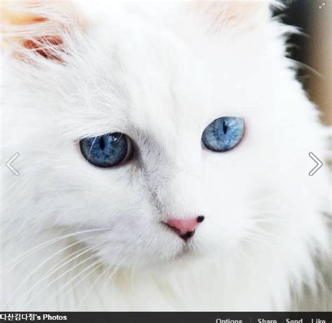This blue eyed cat breed is a longhaired variety of the siamese. The Truth About White Cats With Blue Eyes | Life With Cats