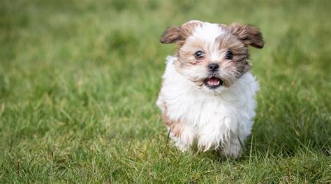 The main ingredients are bison and venison, both fantastic sources of the best value dog food for small breeds such as your shih tzu is stella and chewy's freeze dried dog food, delivering a combination of sharp price. Best Dog Foods For Shih Tzus: Puppies, Adults & Seniors