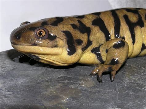 Salamander Amphibian