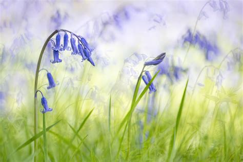 How To Grow And Care For English Bluebells