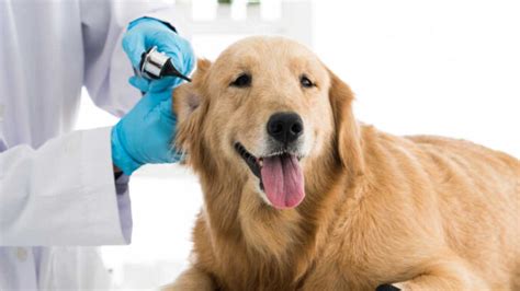 Golden Retrievers Ear Infections Faq With Our Veterinarian