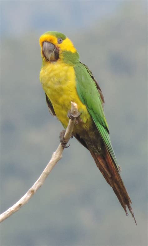 Listado De Las Aves De Colombia Fundaci N Proaves Por La Conservaci N En El Pa S De Las Aves