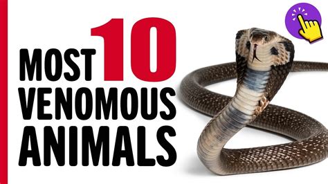 10 Most Venomous Animals On Earth Animals World Useful Stuff Keep