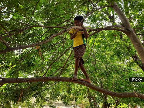 Image Of Closeup Of Indian Boy Kid Climbing Tree Doing Activities Like