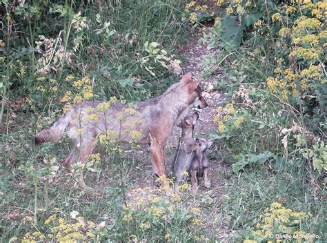 Area Faunistica Di Civitella Alfedena Ecco Le Foto Dei Quattro Lupetti