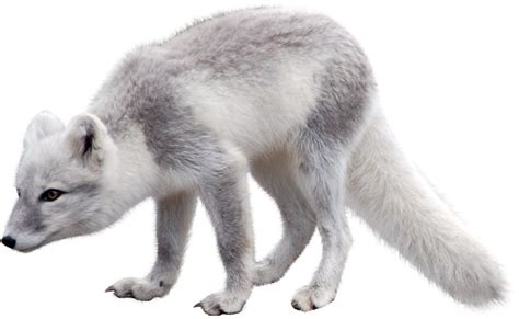 Baby Arctic Fox Png Picpng