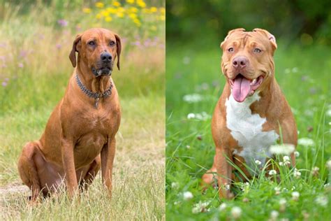 Rhodesian Ridgeback Pitbull Mix Info Pictures Facts Faqs And More