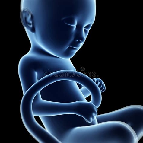Human Fetus Stock Illustration Illustration Of Pregnancy 34164470