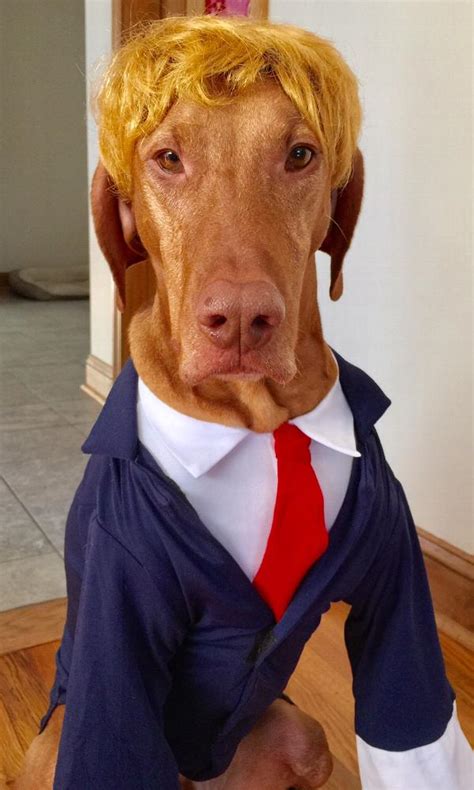 Business Suit Dog Costume Navy Baxterboo
