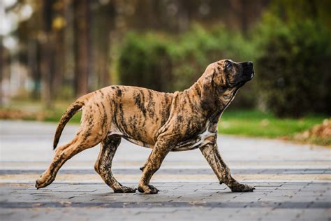Fila's story dates to 1911 and a small to this day, fila represents sophistication as well as italian craftsmanship and keeps impressing. Fila Brasileiro - Breed Information (Health, Appearance ...