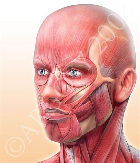 Musclesface Muscles Of The Face Face Muscles Anatomy Anatomy Art
