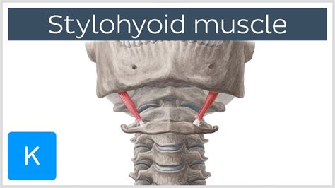 4 852 bones muscles stock video clips in 4k and hd for creative projects. Stylohyoid Muscle - Attachments & Function - Human Anatomy ...