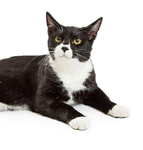 Tuxedo Cats 38 Awesome Facts About Bicolor Cats Chad Wilkens