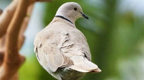 Birdwatching Eurasian Collared Dove Call Bird Sounds 4k Video