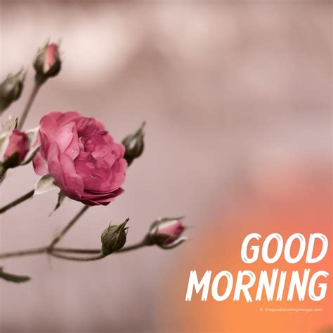 Download Top High Quality Good Morning Images In HD P Full K Collection Of