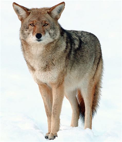 Abes Animals Coyote Species