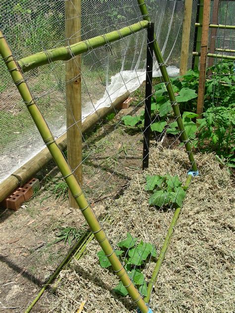 Diy Bamboo Trellis For Cucumbers Garden Trellis Tutorial How To
