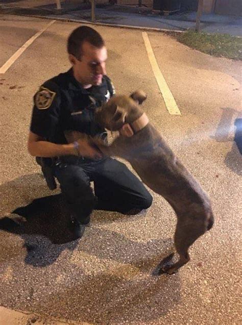 Cops Discover 2 Frightened Pit Bulls In The Middle Of The Road Then