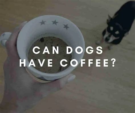 Pet And Caffeine Safety Can Dogs Have Coffee Coffee Informer