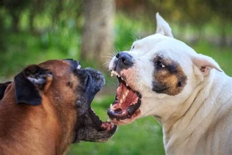 How To Stop Dog Attacks And Prevent Dog Fights Keep Small Pets Safe