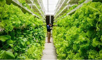 Vertical Farming India Covid Bring Agriculture Betting