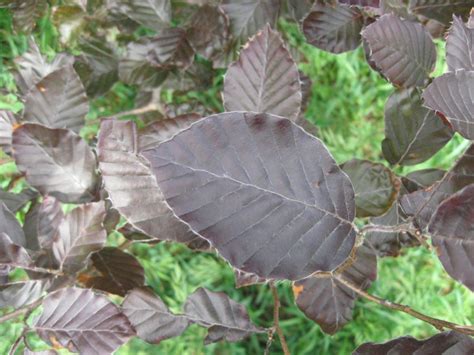 Purple Beech Leaves Kleckner Oasis