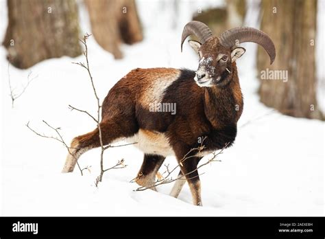 Young Mouflon Ram Walking Down The Slope In Forest In Wintertime Stock
