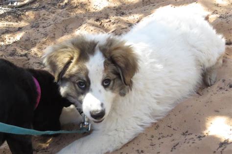 Best Friends Animal Society Nonprofit In Kanab Ut Volunteer Read