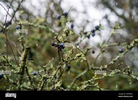 Sloe Berry On The Blackthorn Plant Bush In Winter Sloes Are Often