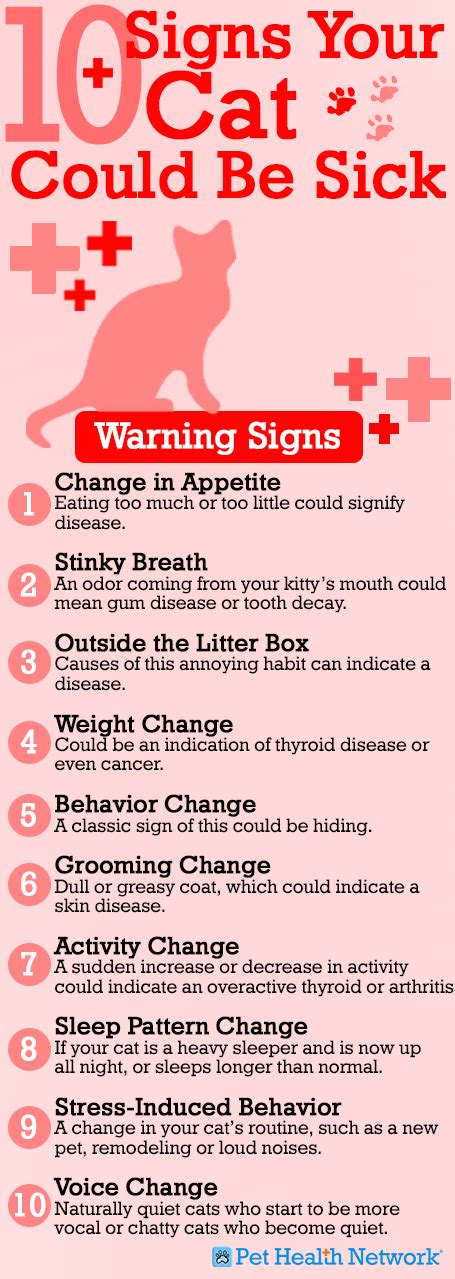it s better to be safe than sorry check out dr phil zeltzman s top 10 signs your cat could be