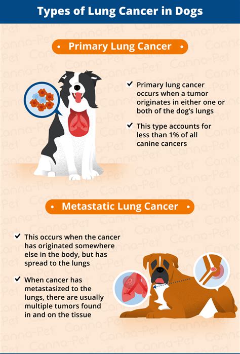 What Are The Signs Of A Dog Having Cancer Lung Cancer In Dogs Causes