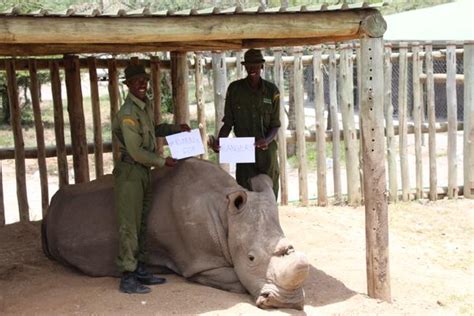 Armed Guards Protect Worlds Last Male White Rhino