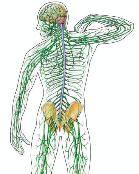 Free Nervous System Cliparts Download Free Nervous System Cliparts Png